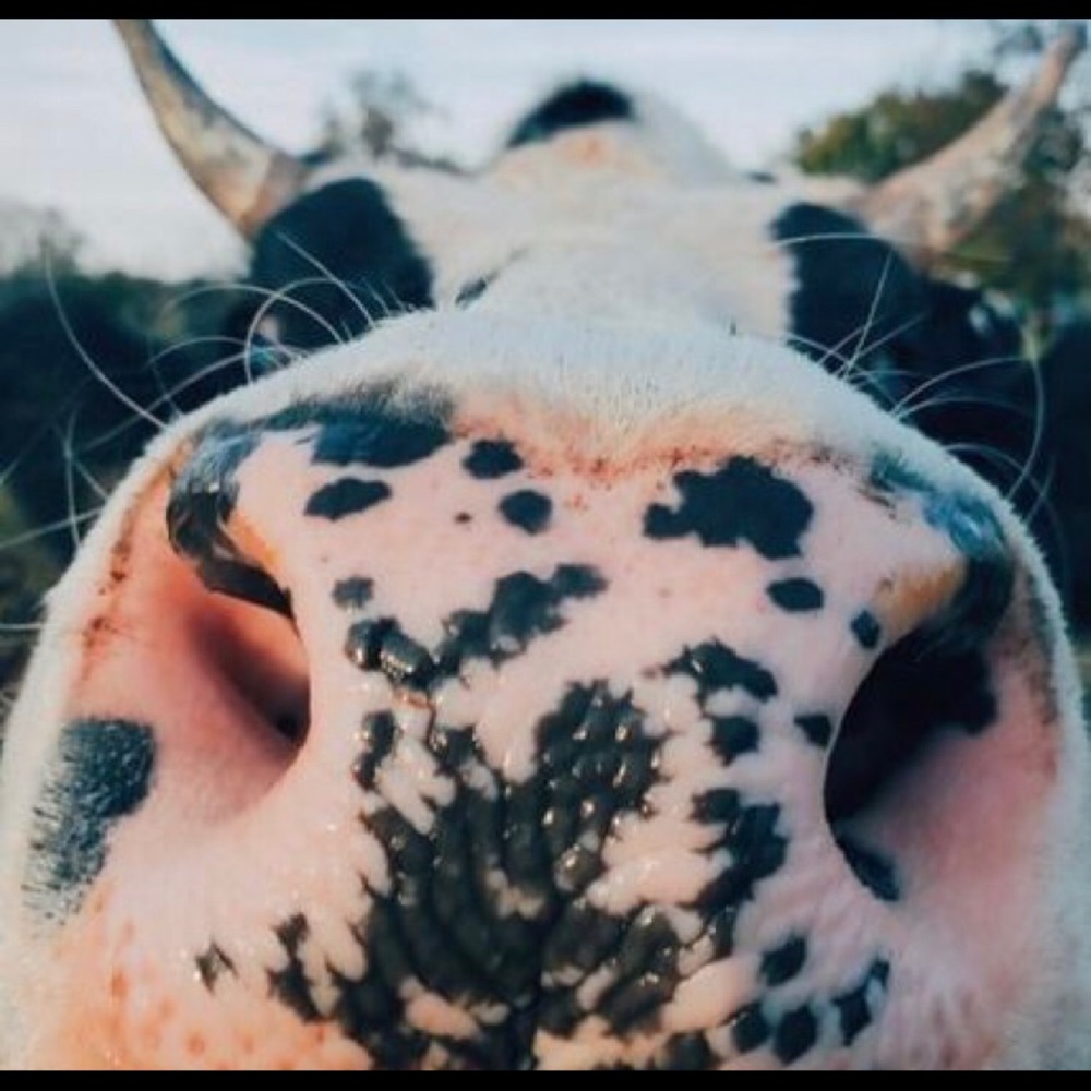 Meet your Posher, Chloe